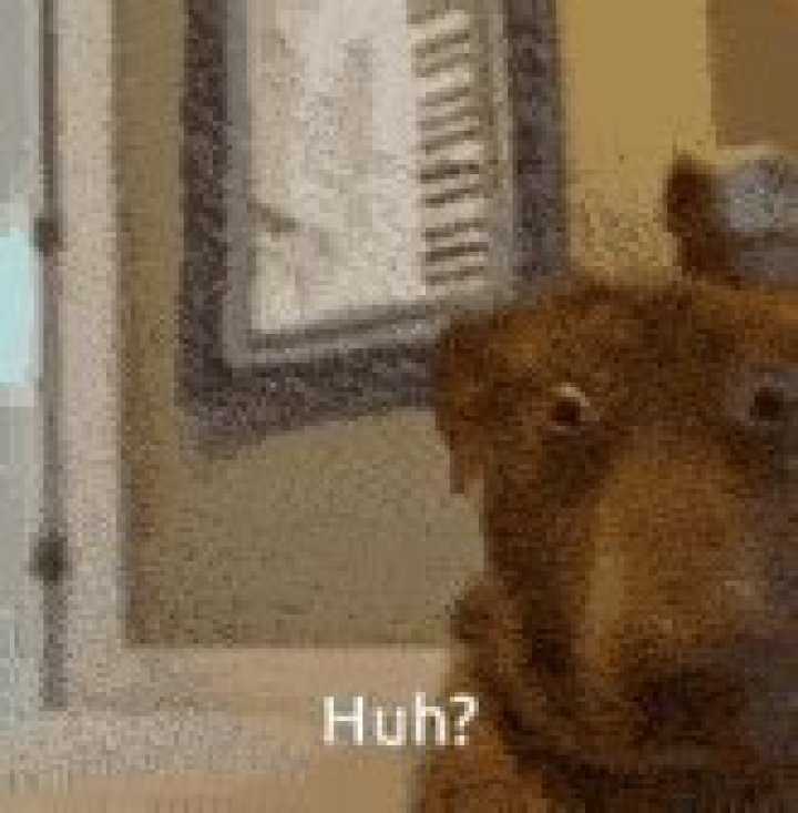 Huh Verne GIF HUH Verne Over The Hedge Discover & Share GIFs