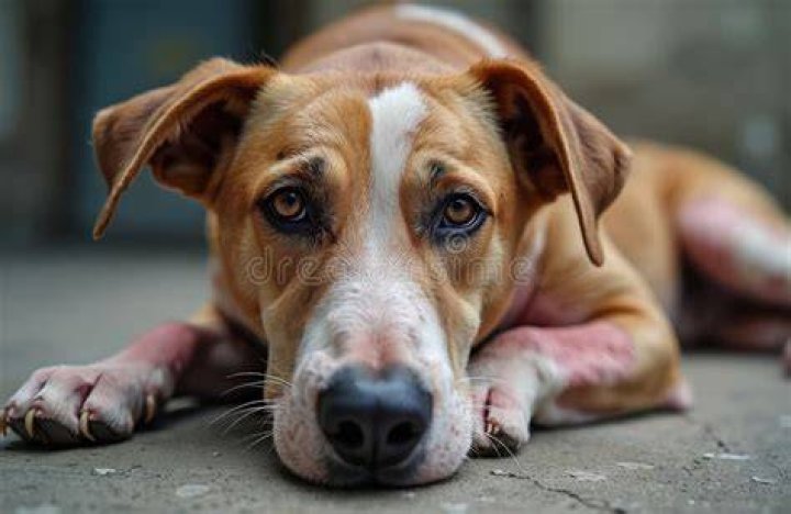 Ill. Woman Injured in Dog Mauling that Killed Her Dog