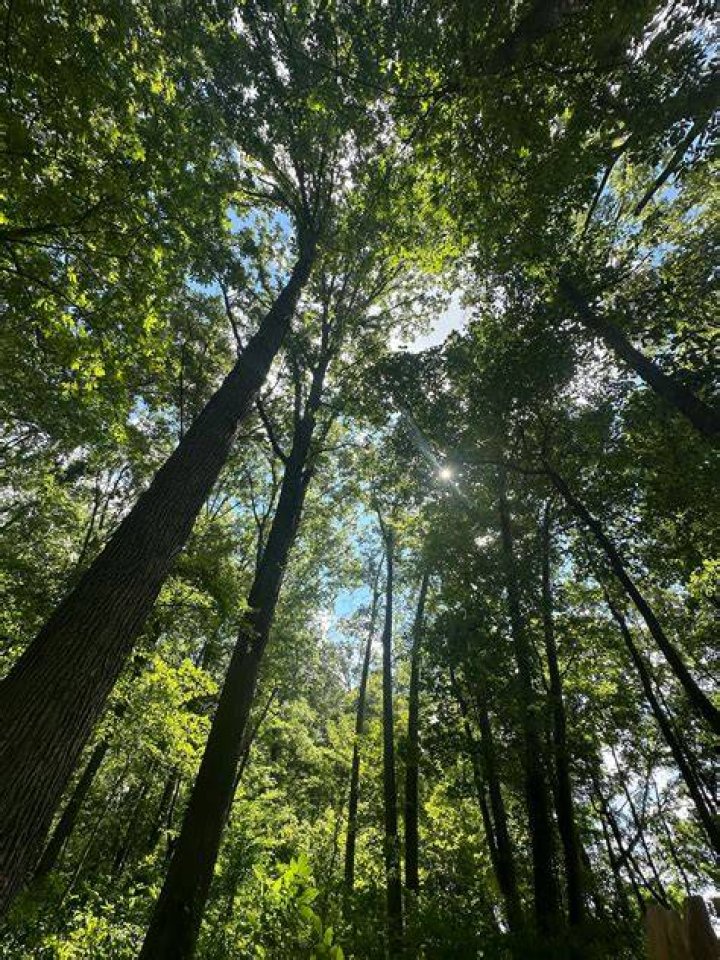 In The Woods Free Stock Photo Public Domain Pictures