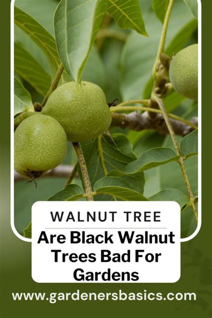 Is black walnut toxic to humans? ·
