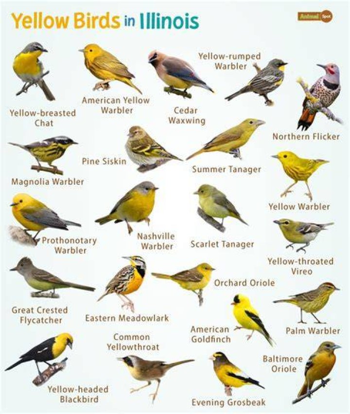 Is The Yellow Birds a True Story? Plot and Ending Explained News
