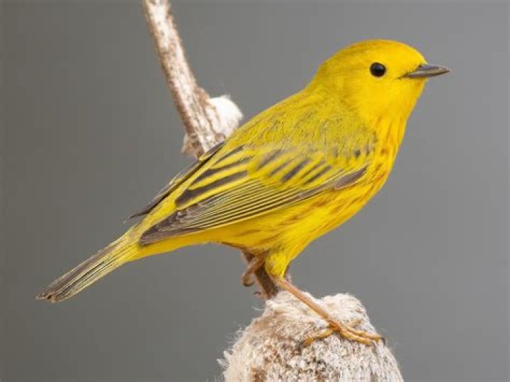 Is yellow Birds true story?