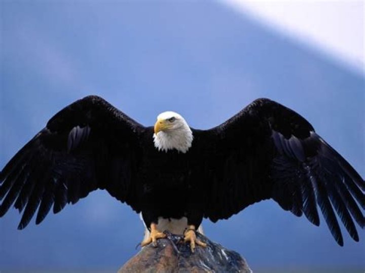 Kartal Resimleri