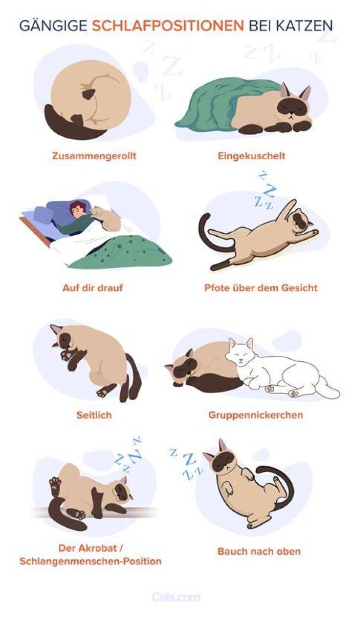 Katze Bewundernswert Typischerweise till lindemann messer Einsamkeit