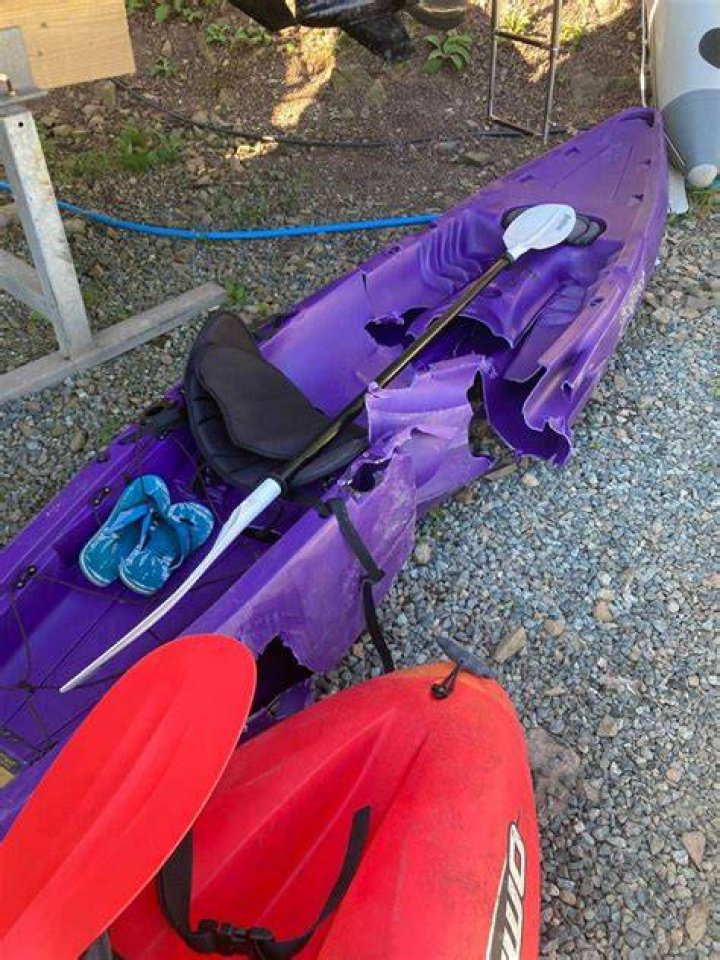 Kayak Accident, Death, And Wikipedia Insights