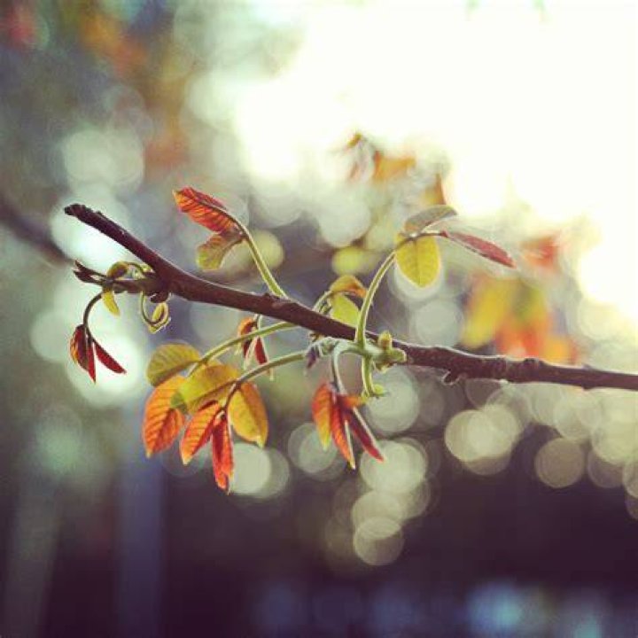 Kelsey Anne Photography Happy Little Branch