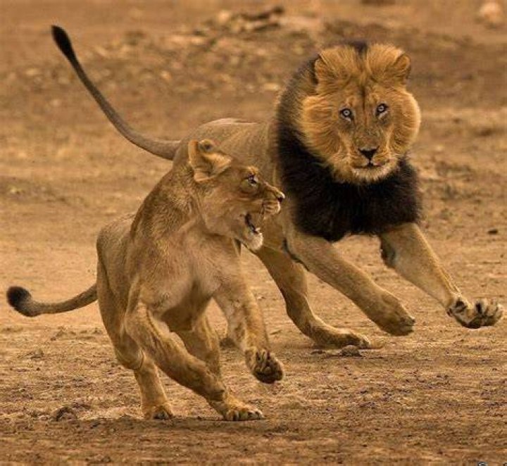. Kgalagadi Male Lion Chasing a Female. Photography by &copy; (Fanie Heymans