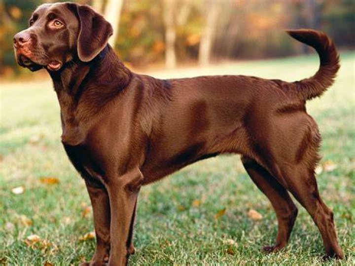 King Clarence the Labrador Retriever compares his MOTHER to JEFFREY