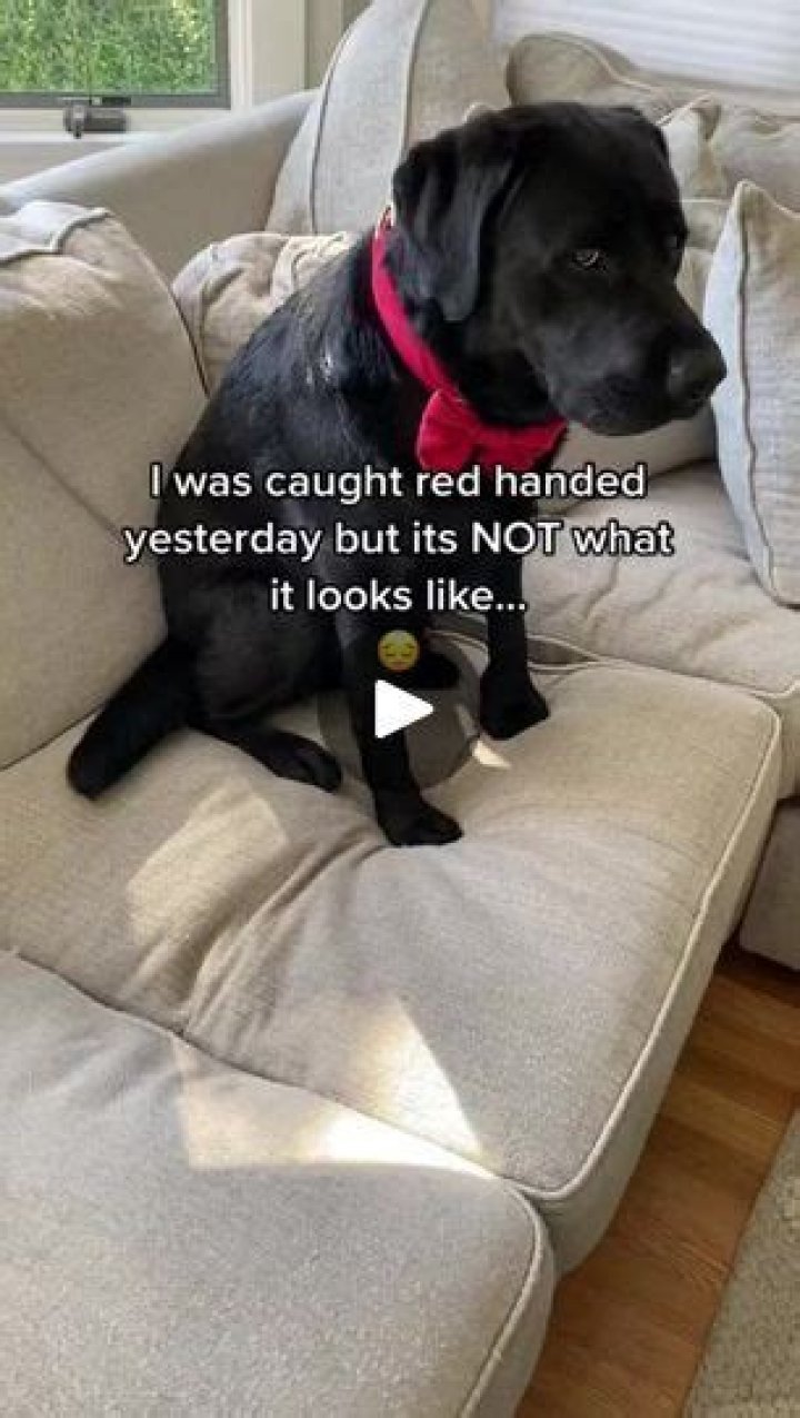King Clarence the talking Labrador was put on house arrest?!?! 😳 YouTube