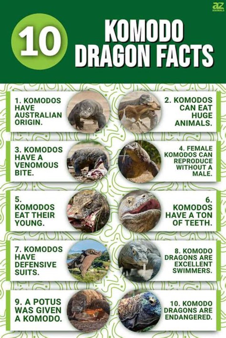 Komodo Dragon Fact Sheet Blog Nature PBS