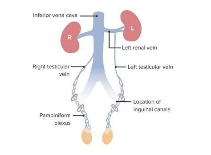 La grande vena che drena la testa, le spalle e svuota il sangue nell