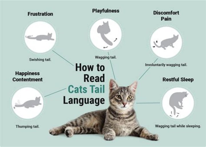 Language of Cats ;) Cat language, Cat care, Cat facts