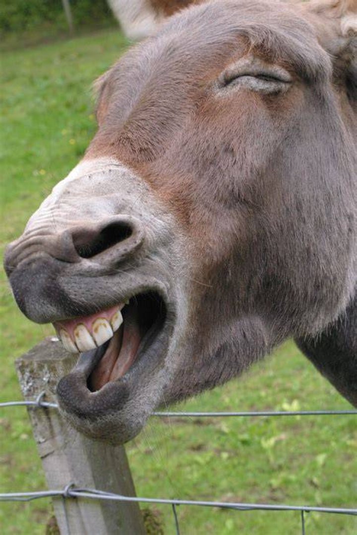 Laughing Donkey Animals, Fun, Laugh