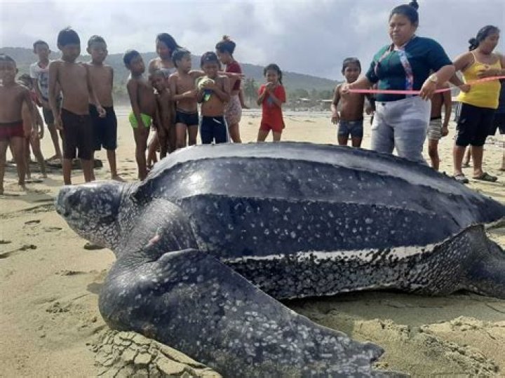 leatherback turtles weigh between 550 and 2,000 pounds and reaching lengths of up to six feet.
