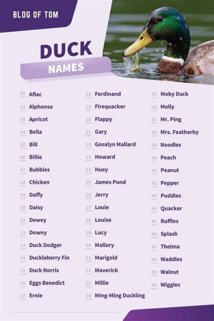 List Of Best Funny Duck Names Vocabulary Point