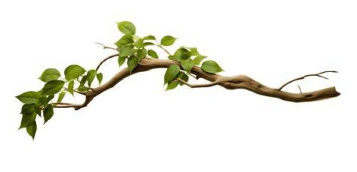 little branch Free Photo Download FreeImages
