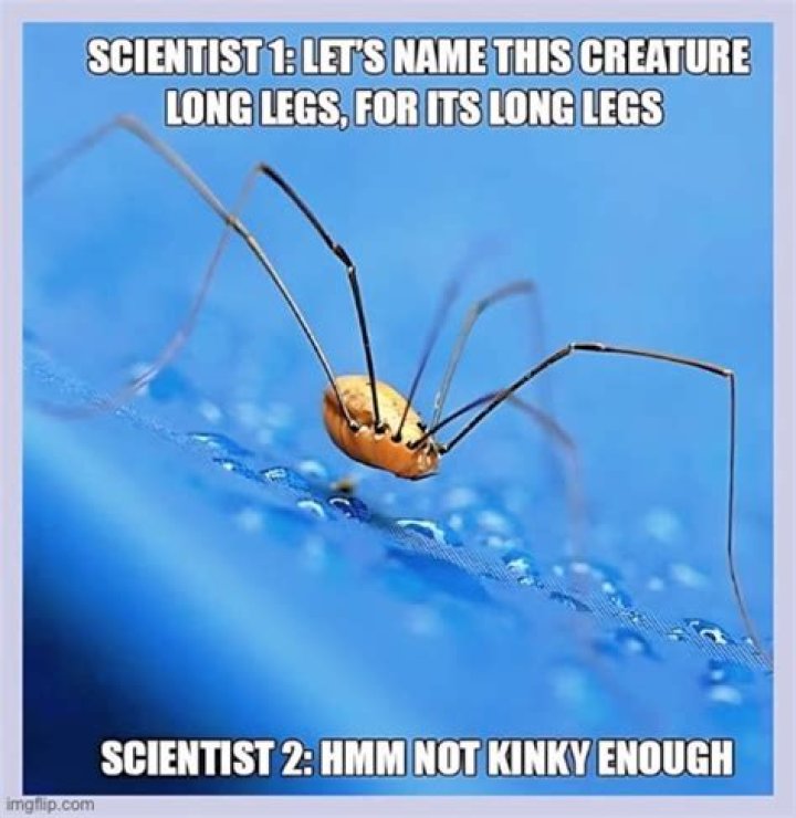Long legs Imgflip