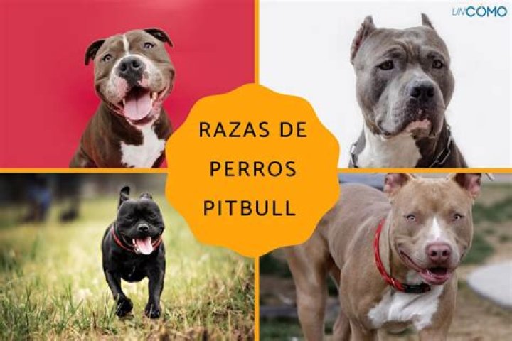 Los Perros de los Pies Onguito Wa Shazam
