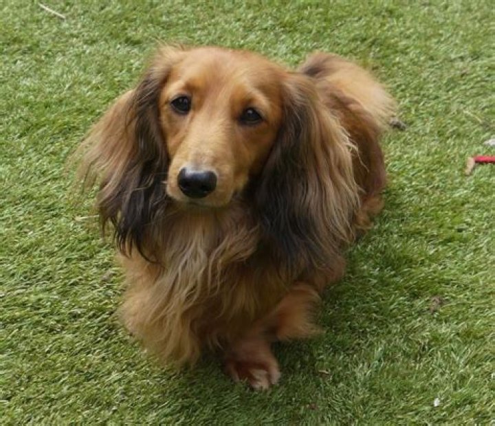 Lovely KC REG CLEAR Mini Long Haired Dachshund Hornchurch, Essex