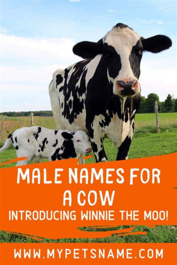 Male Cow Names Cow names, Male cow name, Pet names