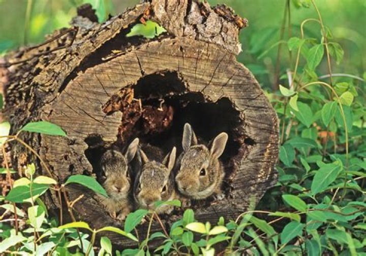 Maryland Biodiversity Project Eastern Cottontail (Sylvilagus floridanus)