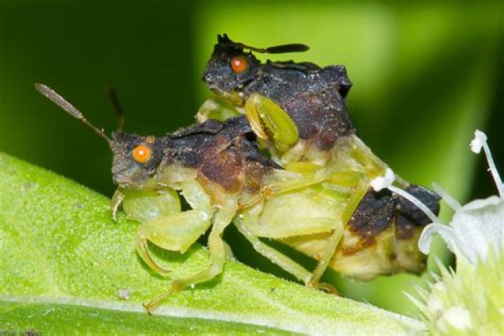 Mating Ambush Bugs What's That Bug?