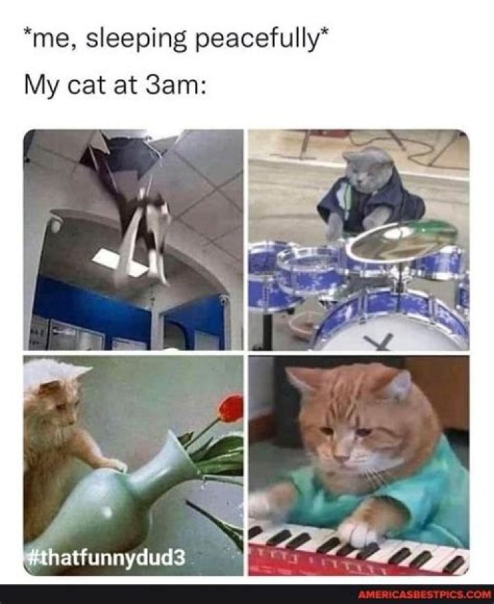 Me Sleeping Peacefully My Cat At 3am Meme Shut Up And Take My Money