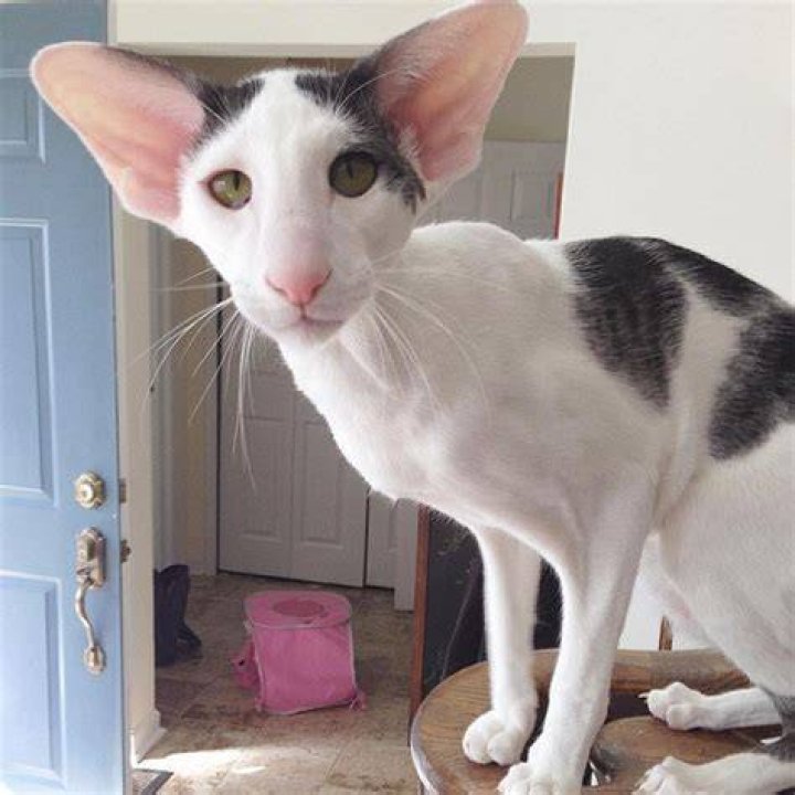 Meet Teddy aka Dobby Cat! We Love Cats and Kittens