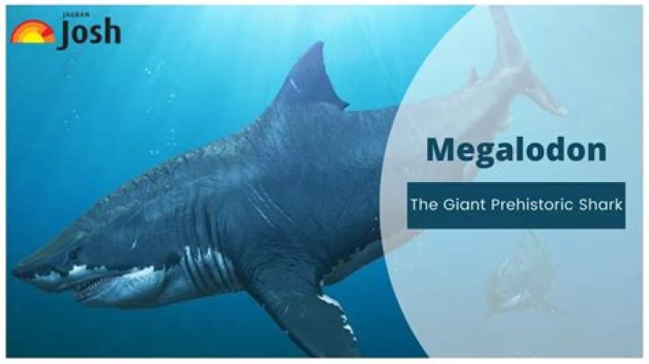 Megalodon discovery Scientists reveal giant shark’s astonishing true