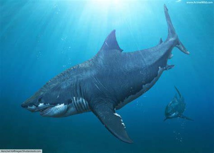 Megalodons may have so massive because of 'cannibalistic