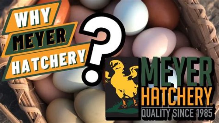 Meyer Hatchery YouTube