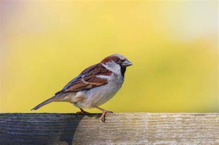Missed Little Sparrow on &lsquo;Best New Restaurant?&rsquo; Check out the decor