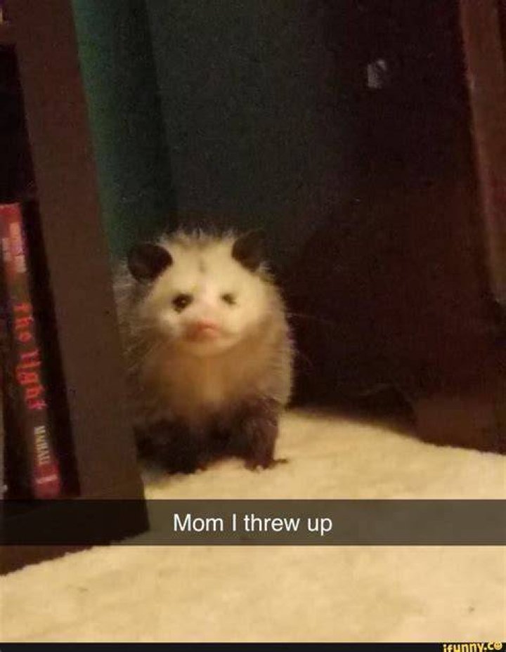 Momithrewup memes. Best Collection of funny Momithrewup pictures on iFunny