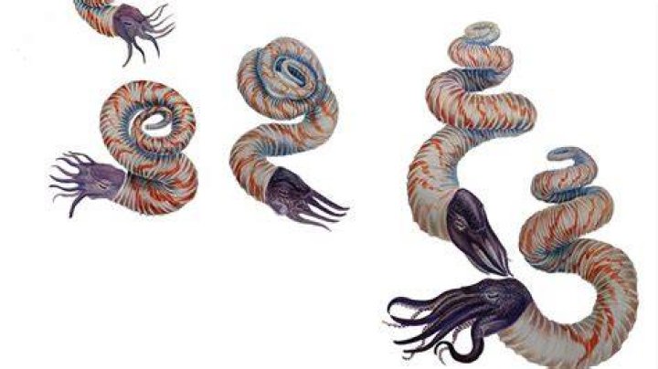 More Pride and More Paleontology LGBTQ+ Scientists Part Two Blog