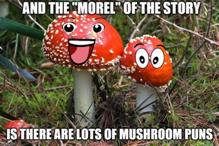 Mushroom Puns Imgflip