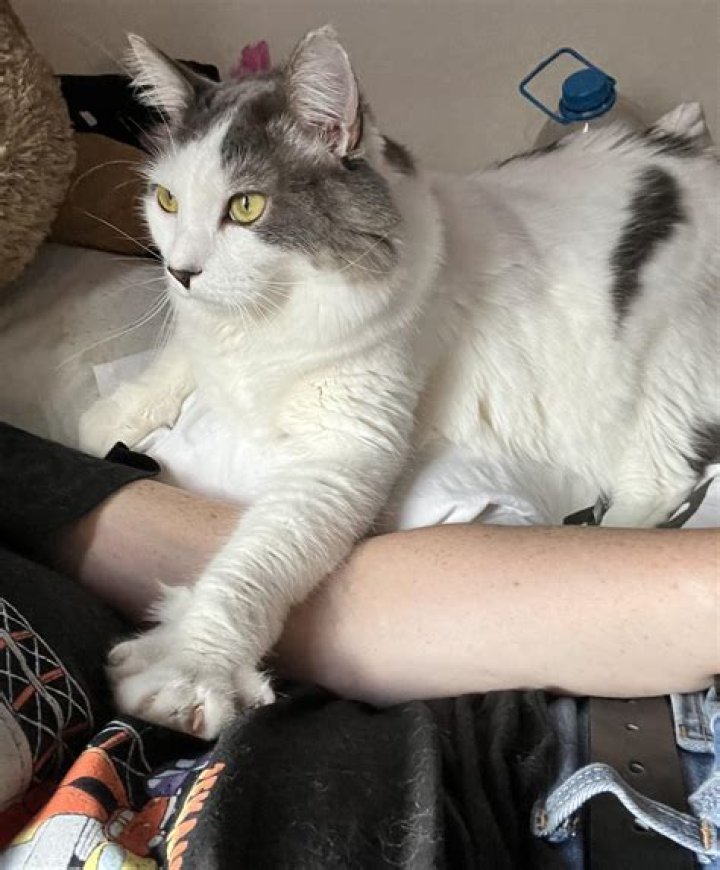 My friend has a cat that looks just like Jim Gaffigan