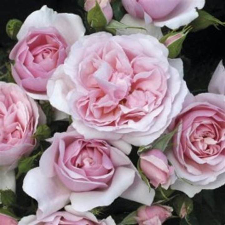 Natasha Richardson Rose