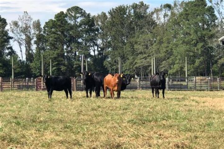 Nativeowned Moore Brothers Beef transitions to direct sales