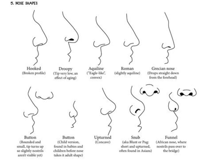nose and lip shapes Lip shapes, Shape chart, Nose shapes