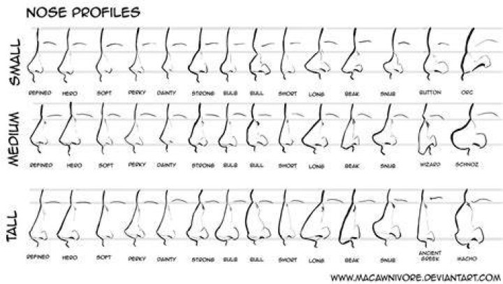 Nose Chart Reference by macawnivore on DeviantArt