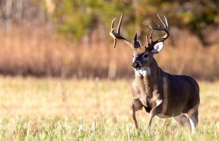 Nugent My Son, the BigBuck Killer Deer & Deer Hunting