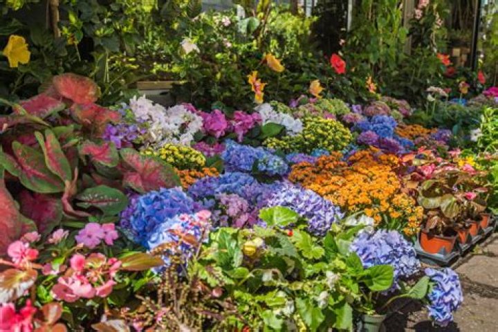 NYC Flower Market Your GoTo Botanical Shopping Guide Decorilla