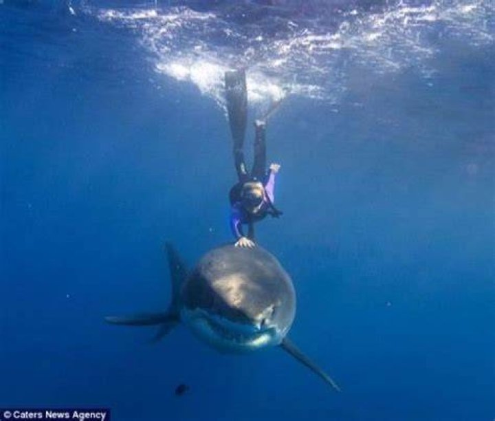 Ocean Ramsey (American Freediver) Bio Wiki Photos Videos