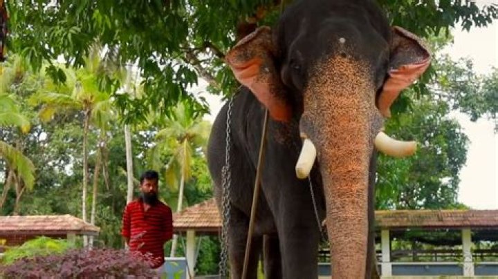 Olarikkara Kalidasan Death Of Cause Know Here!