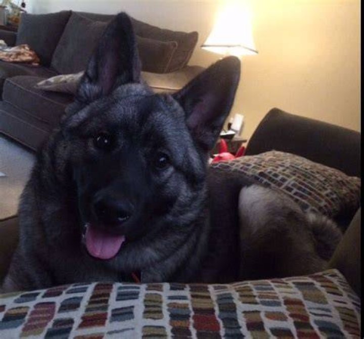 OooooO Snuggle Puppy of Ours Puppy snuggles, Norwegian elkhound, Snuggles