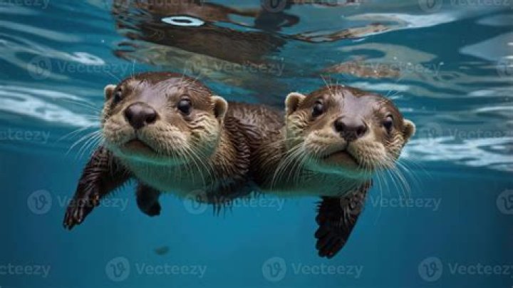 Otters 'Juggle,' but the Behavior's Function Remains Mysterious Smart
