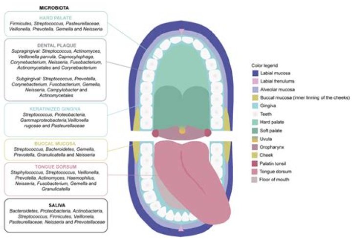 [PDF] Unraveling the Microbiome of Necrotizing Enterocolitis Insights