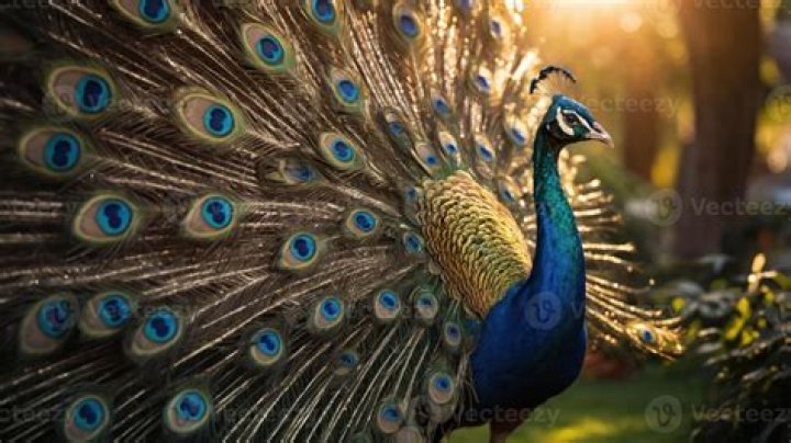 Peacock's 'The Traitors' Winner How Much Money & How They Did It USA