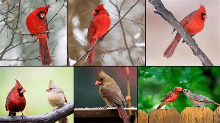 Pierreyves Cardinal Facts, Bio, Career, Net Worth AidWiki