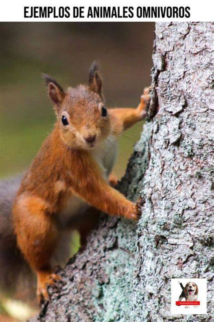 Pin on Animales